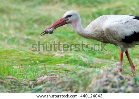 White stork (Ciconia ciconia) catches a mouse
