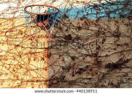 Basketball hoop with climbing plant in autumn