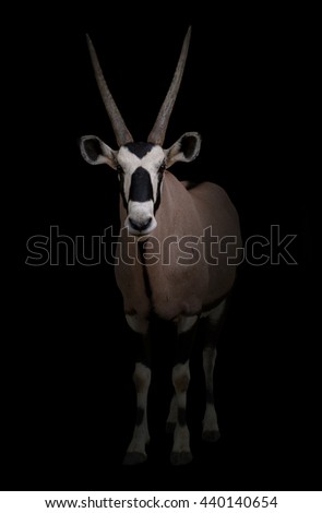 gemsbok or oryx gazella in dark background