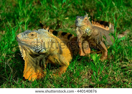 Two brown  iguanas on green grass