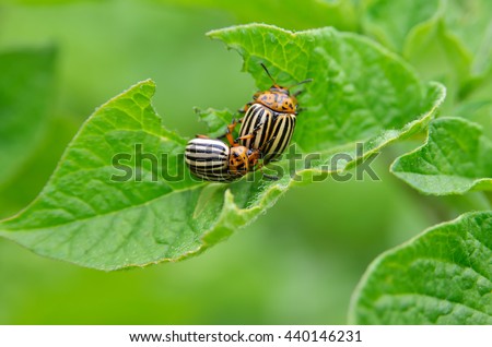 Colorado beetle eats a potato leaves young. Pests destroy a crop in the field. Parasites in wildlife and agriculture. Royalty-Free Stock Photo #440146231