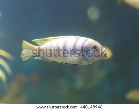 beautiful fish in the aquarium