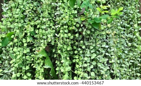 Green leaf background and wallpaper backdrop design from patten tree in the garden
