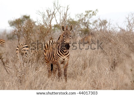 Zebra portrait. Kenya