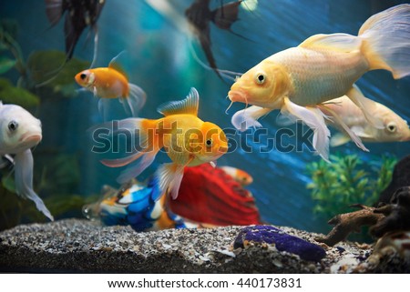aquarium colourfull fishes in dark deep blue water Royalty-Free Stock Photo #440173831