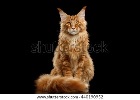 Beautiful Red Maine Coon Cat Sitting with Large Ears and Furry Tail Looking in Camera Isolated on Black Background, Front view Royalty-Free Stock Photo #440190952