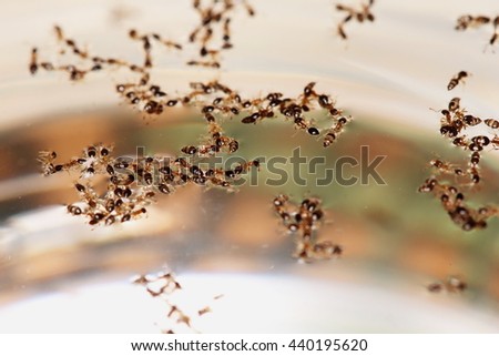 The ants   above the water's surface
