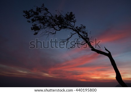 Trees, branches, Silhouette,sky