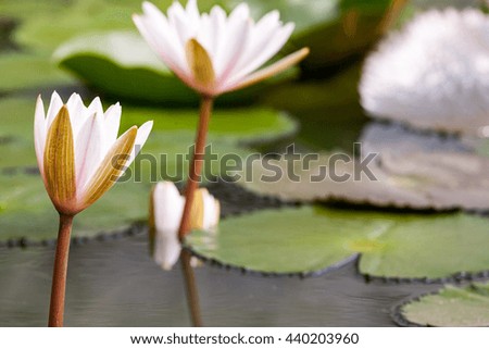 lyly water flower in pond, natural background