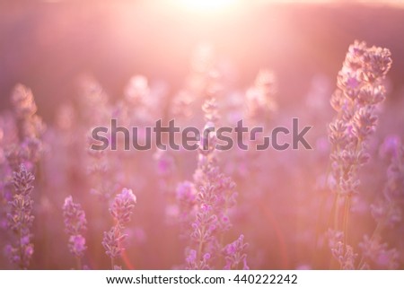 purple lavender flowers - Sunset over a summer lavender field . Bunch of scented flowers in the lavanda fields Royalty-Free Stock Photo #440222242