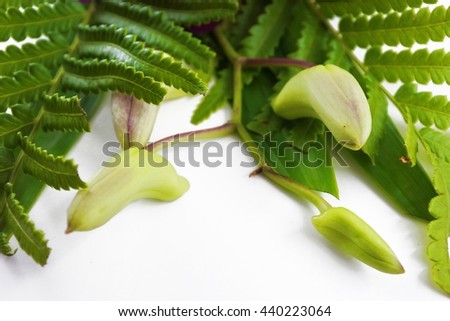 Green orchid with blur green and white background