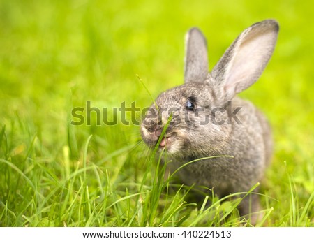Beautiful young small rabbit on the green grass  in summer day. Gray bunny rabbit  on grass background. Rabbit eats grass. Easter Royalty-Free Stock Photo #440224513