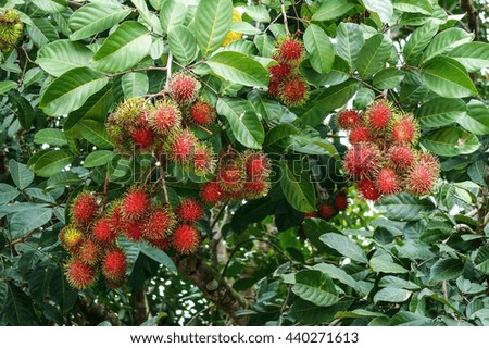 Rambutan fruit is delicious and nutritious.