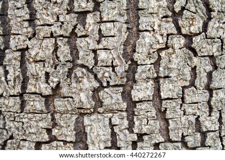 background nature surface the trunk of a tree
