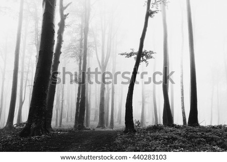 Dark spooky tree into the forest