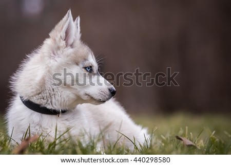 photo of beautiful small husky dog with amazing blue eye 