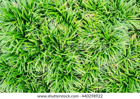 Green texture of grass is in a garden