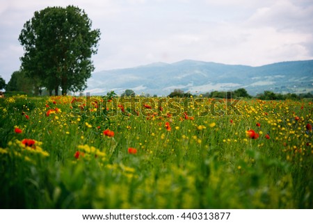 Field of wild poppy flowers in Georgia, Caucasus