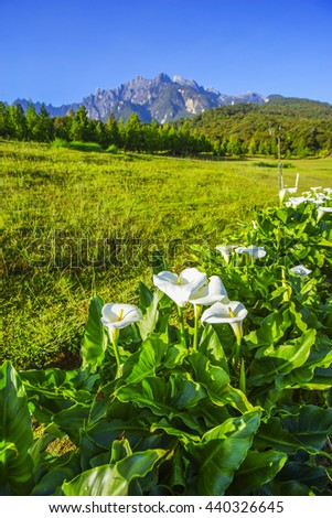 Beautiful fresh white flower in the morning with majestic mount kinabalu and blue sky at background