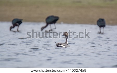 Pintail Duck photo