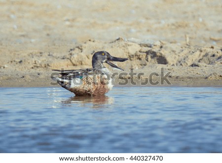Northern Shovler Duck