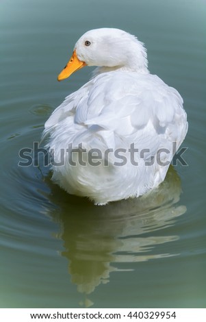 White Duck 