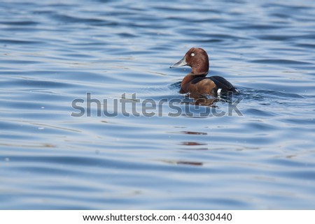 Furriginous Duck