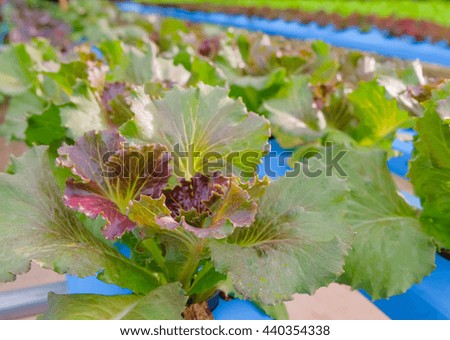 a selective focus picture of organic salad vegetable in hydroponic farm of Thailand