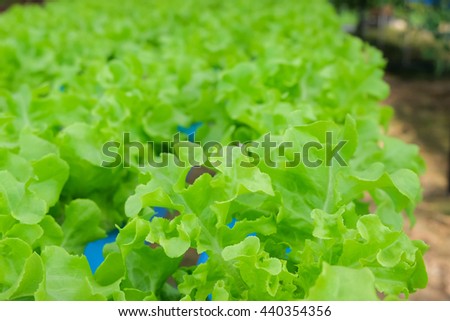 a selective focus picture of organic salad vegetable in hydroponic farm of Thailand