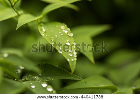 Close Up on Leaves. Lush green leaves covered in rain drops make a a calming image when taken close up.