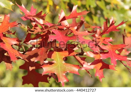 A branch full of autumn oak leaves