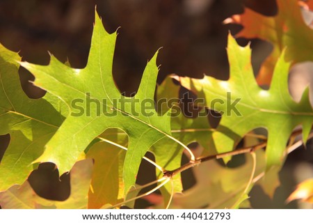 Green oak leaves 