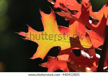 Autumn leaves on an oak tree in Montagu in the Western Cape