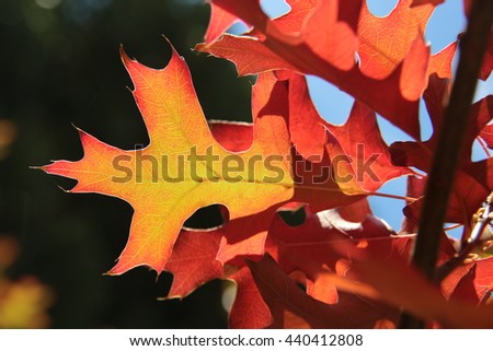 Autumn leaves on an oak tree in Montagu in the Western Cape