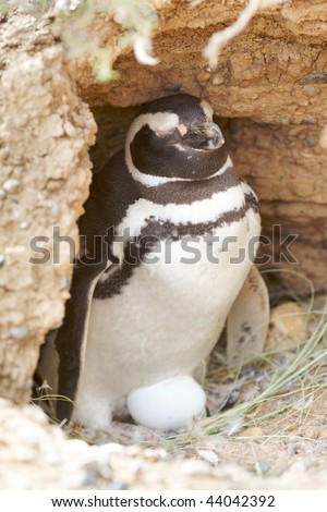 Picture of a penguin in the nest with an Egg.