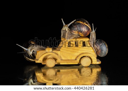Snails and toy  car  isolated on black  background 