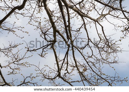 Abstract background with tree branches silhouettes