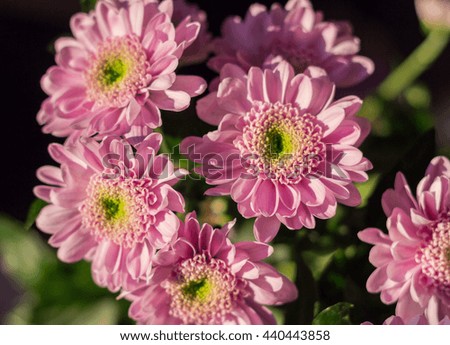 A group of violet chrysanthemums in a contrast light