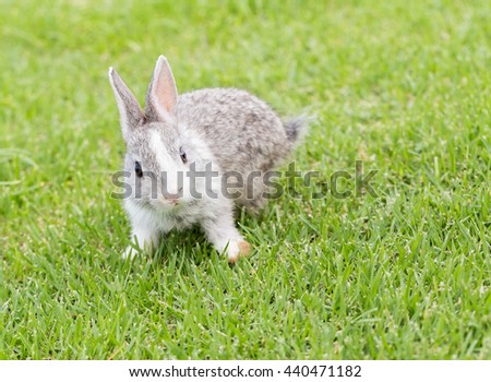 Little bunny playing on the green grass.