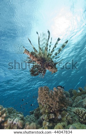 Common lionfish (Pterois miles), low wide angle view  of one adult over coral reef. Gulf of Aqaba, Red Sea, Egypt.