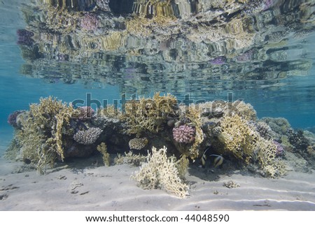 The shallows of a pristine  tropical hard coral reef. Gordon reef, Gulf of Aqaba, Red Sea, Egypt.