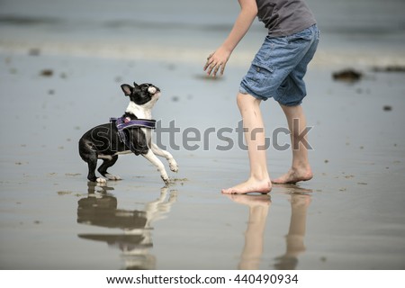 Small Boy playing happily with Boston Terrier at the beach