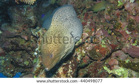 Giant Moray eel at St Johns reef system, Red Sea, Egypt