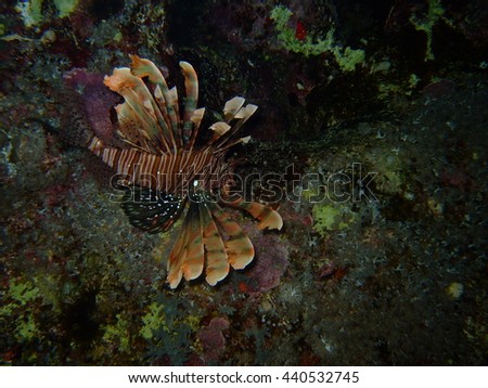 Lionfish in the waters of St Johns reef system, Red Sea, Egypt