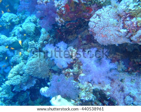 coral formations and tropical fish at St Johns reef system, Red Sea, Egypt