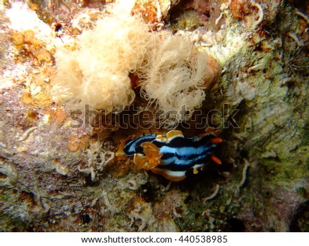 Nudibranch at St Johns reef system, Red Sea, Egypt
