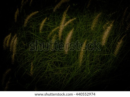 Green Grass Background black color and selective focus

