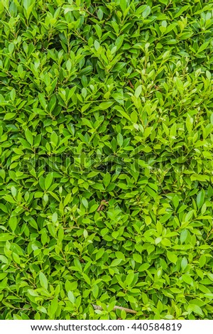 leave, green wall. green leaf background. green leaves wall for background.