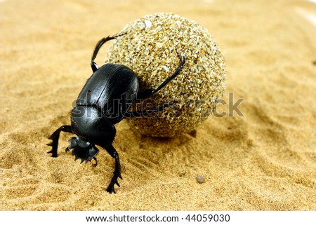 Beetle pushing its ball of dung Royalty-Free Stock Photo #44059030