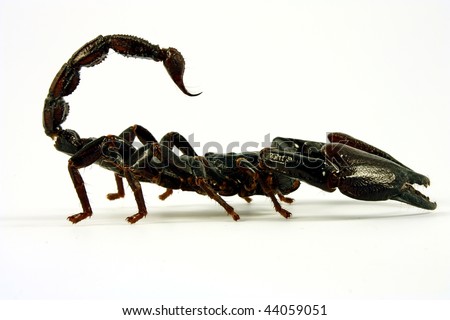 Scorpion crawling in combat position